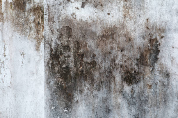 Best HVAC Mold Inspection and Cleaning  in Wagener, SC