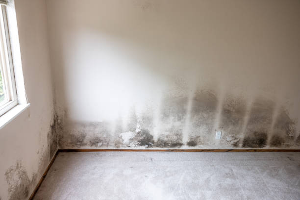 Best Air Quality Testing for Mold Spores  in Wagener, SC