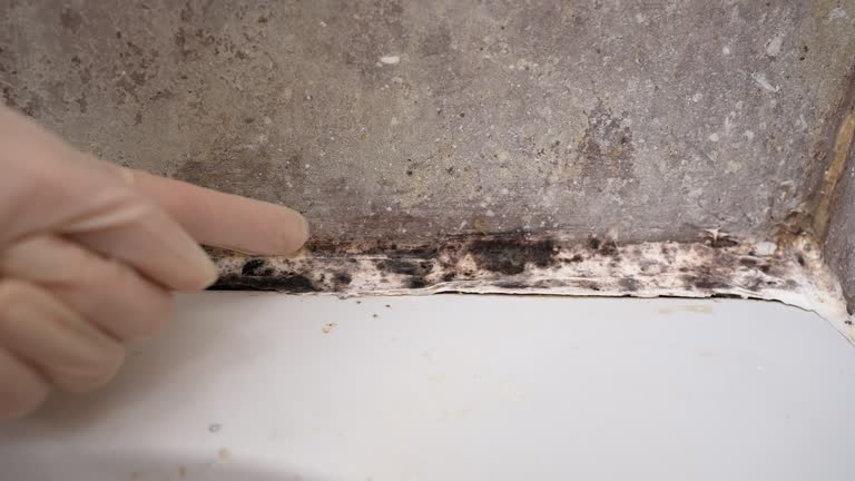 Best Commercial Mold Inspection  in Wagener, SC
