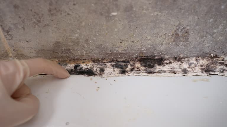 Best Dehumidification Services  in Wagener, SC