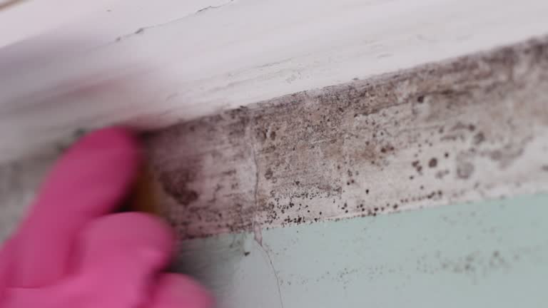 Best Environmental Consulting for Mold Prevention  in Wagener, SC